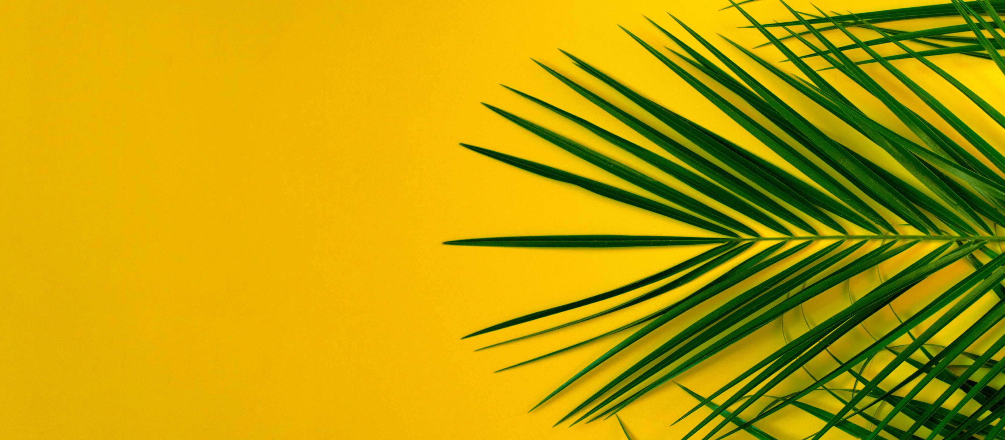 Palm Branches on an Orange Background 